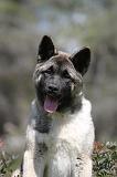 AKITA AMERICAIN 144